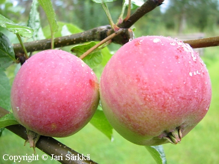 Malus domestica 'Punakaneli', tarhaomenapuu